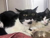 adoptable Cat in  named HERCULES