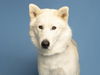 adoptable Dog in , AZ named ROCKY