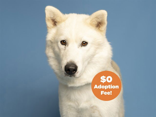 adoptable Dog in Phoenix, AZ named ROCKY