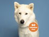 adoptable Dog in , AZ named ROCKY