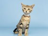 adoptable Cat in , AZ named MAISIE