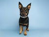 adoptable Dog in , AZ named BEANIE