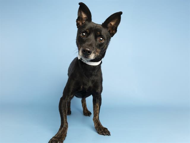adoptable Dog in Phoenix, AZ named JACK
