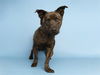 adoptable Dog in  named OLLIE