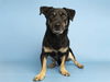 adoptable Dog in  named BOOGS