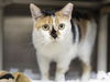 adoptable Cat in , AZ named LOLA