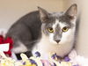 adoptable Cat in , AZ named BAM BAM
