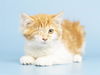 adoptable Cat in , AZ named SIMON