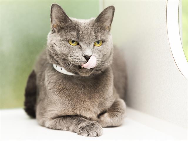 adoptable Cat in Phoenix, AZ named VIOLET