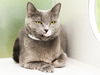 adoptable Cat in  named VIOLET