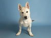 adoptable Dog in , AZ named TIMBER