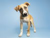 adoptable Dog in , AZ named TATER TOT