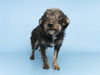 adoptable Dog in , AZ named PETUNIA