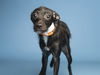 adoptable Dog in , AZ named SLICK
