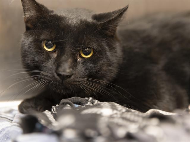 adoptable Cat in Phoenix, AZ named ACE