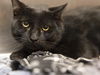 adoptable Cat in , AZ named ACE