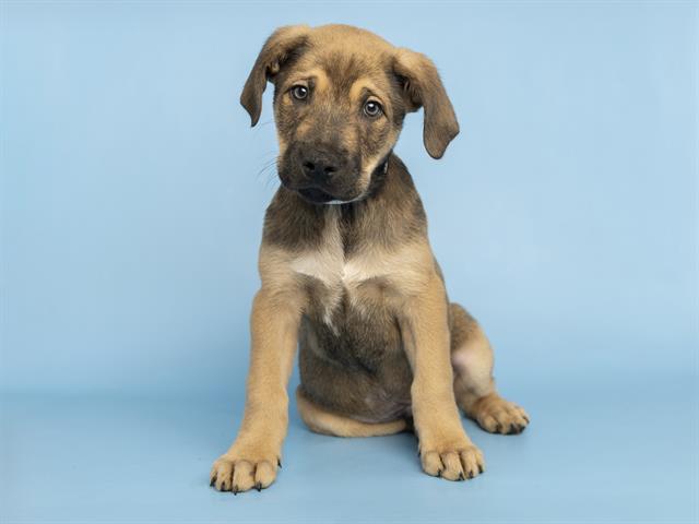 adoptable Dog in Phoenix, AZ named KODA