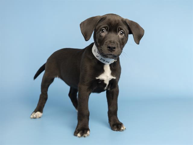 adoptable Dog in Phoenix, AZ named KANE