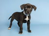 adoptable Dog in  named KANE