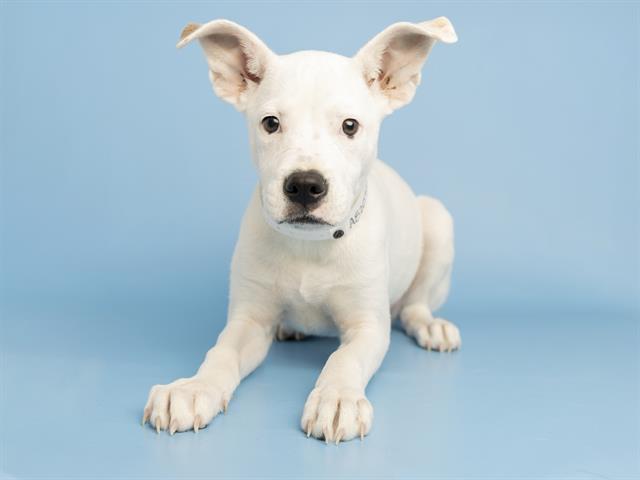 adoptable Dog in Phoenix, AZ named SUGAR