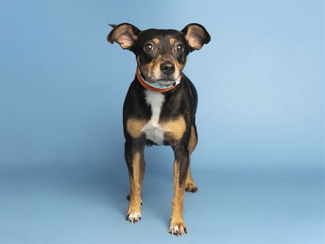 adoptable Dog in Phoenix, AZ named OREO