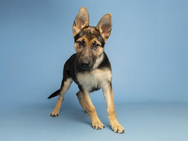 adoptable Dog in Phoenix, AZ named ATHENA