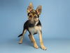 adoptable Dog in  named ATHENA