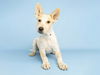 adoptable Dog in  named LILO