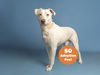 adoptable Dog in  named MOOKIE