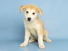 adoptable Dog in  named GERTRUDE