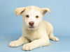 adoptable Dog in  named CORA