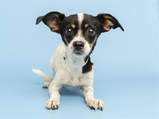 adoptable Dog in Phoenix, AZ named HOYA