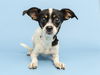 adoptable Dog in  named HOYA