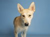 adoptable Dog in  named KONA