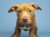 adoptable Dog in  named SUMMER