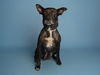 adoptable Dog in  named LOLA