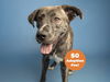 adoptable Dog in  named MUNCH