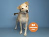 adoptable Dog in  named STAN