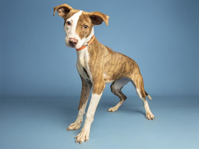 adoptable Dog in Phoenix, AZ named SUGAR