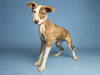 adoptable Dog in  named SUGAR