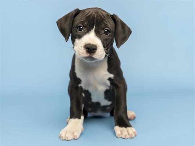 adoptable Dog in Phoenix, AZ named SHELBY