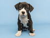adoptable Dog in  named SHELBY