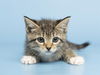 adoptable Cat in , AZ named TIRAMISU