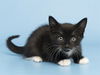 adoptable Cat in , AZ named ECLAIR