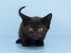 adoptable Cat in , AZ named SUNDAE