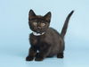 adoptable Cat in , AZ named BRIGHTON