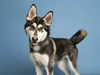 adoptable Dog in  named HARVEY