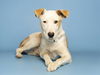 adoptable Dog in  named DUCHESS