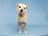 adoptable Dog in  named BUBBA