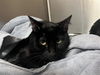 adoptable Cat in  named POSEIDON